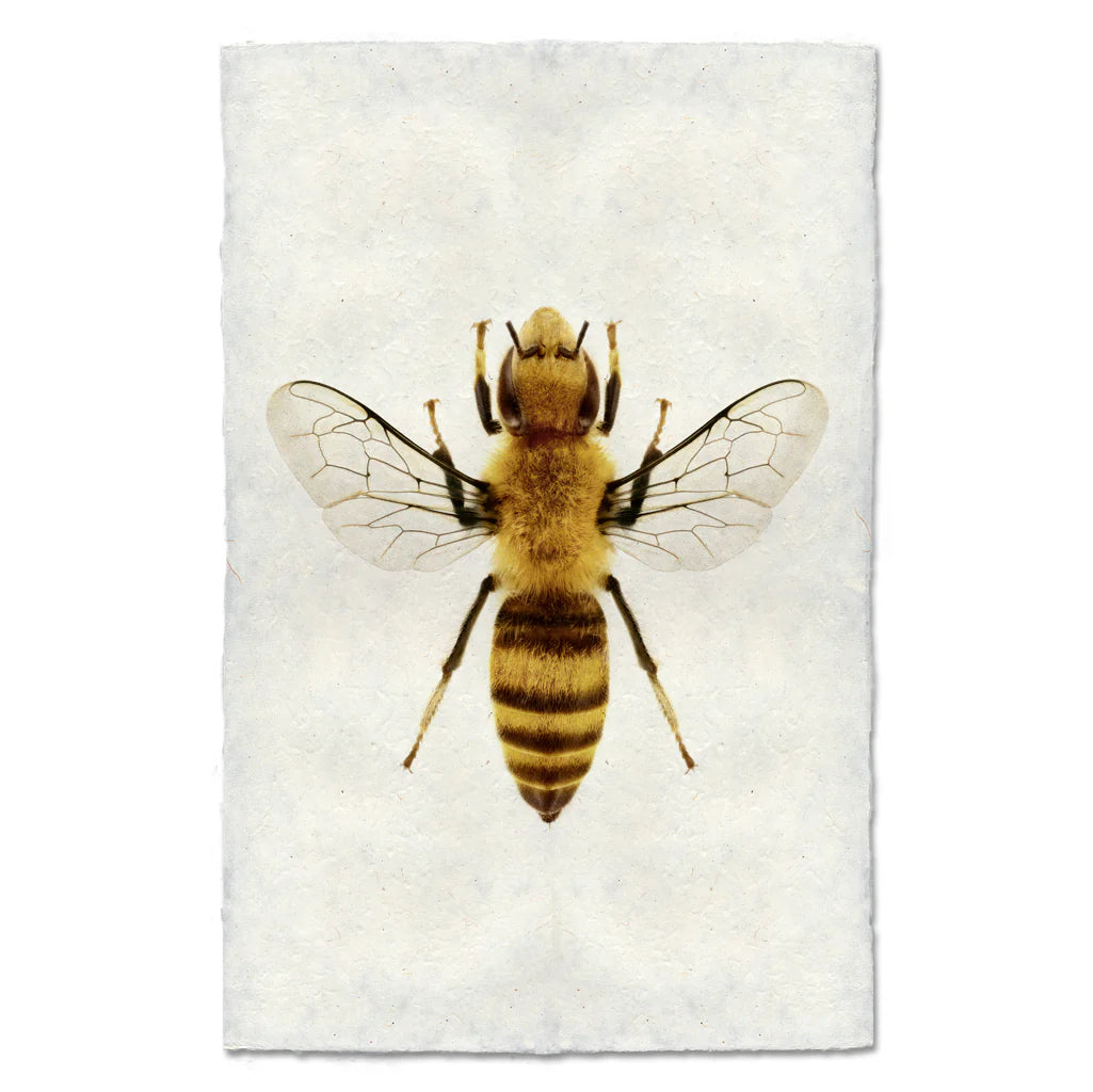 Honey Bee Print