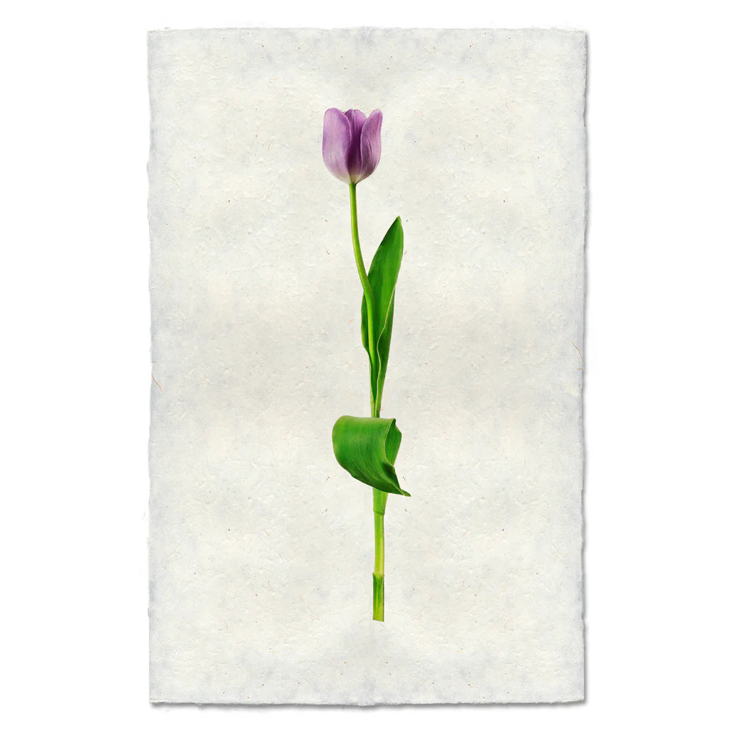 Lavender Tulip Print