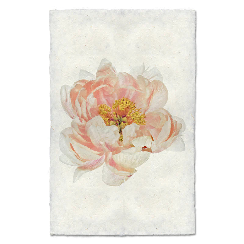 Peach Peony Print