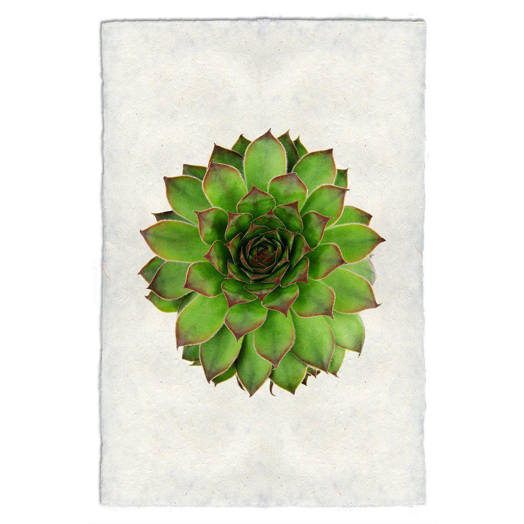 Succulent #2 Print