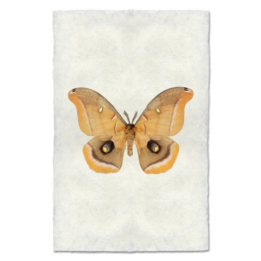 Papilio #6 Print