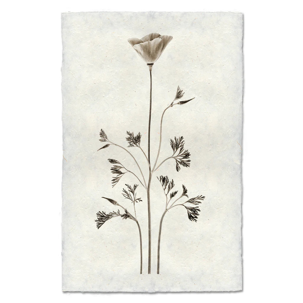 California Poppy Print