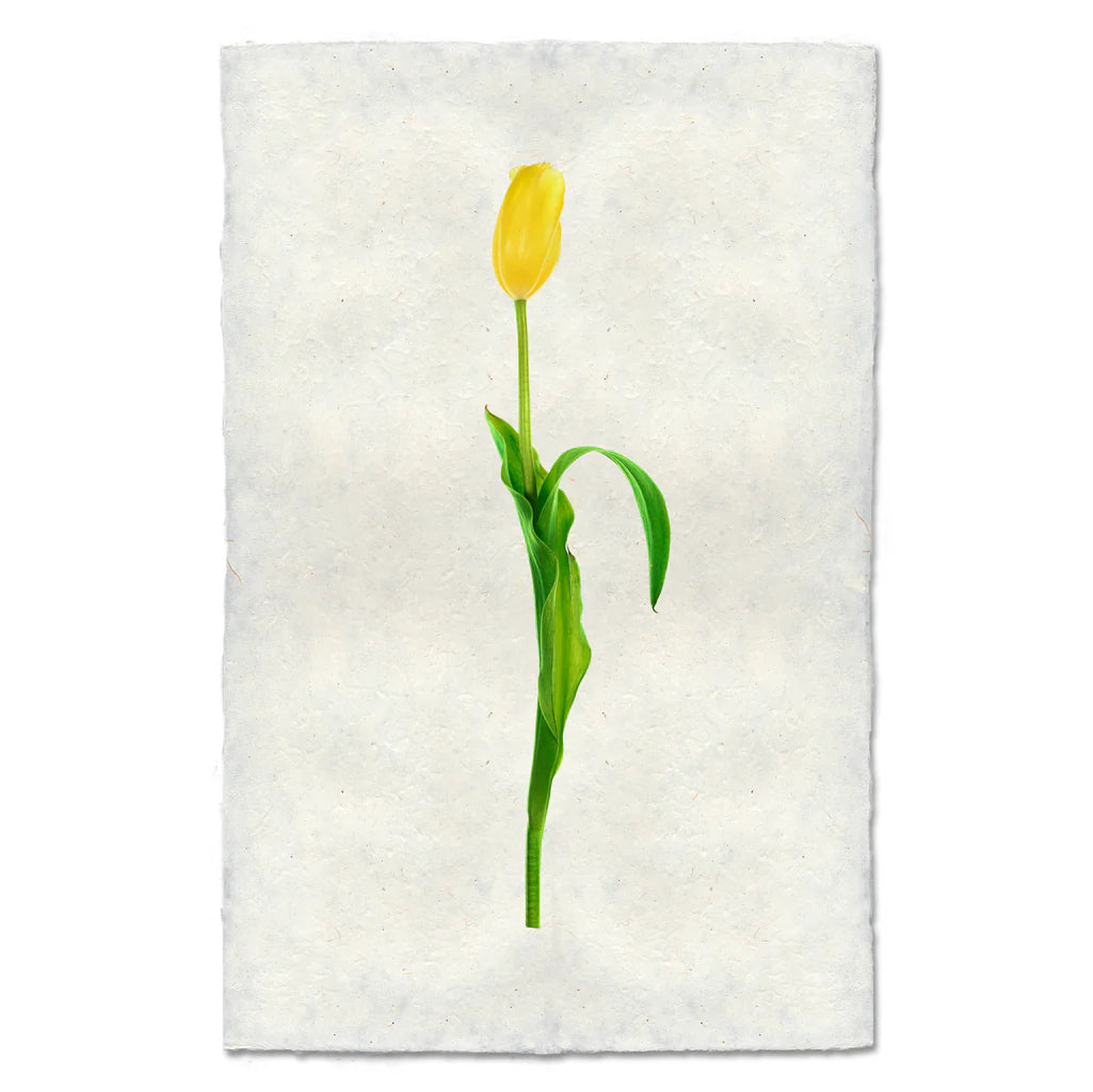 Yellow Tulip Print