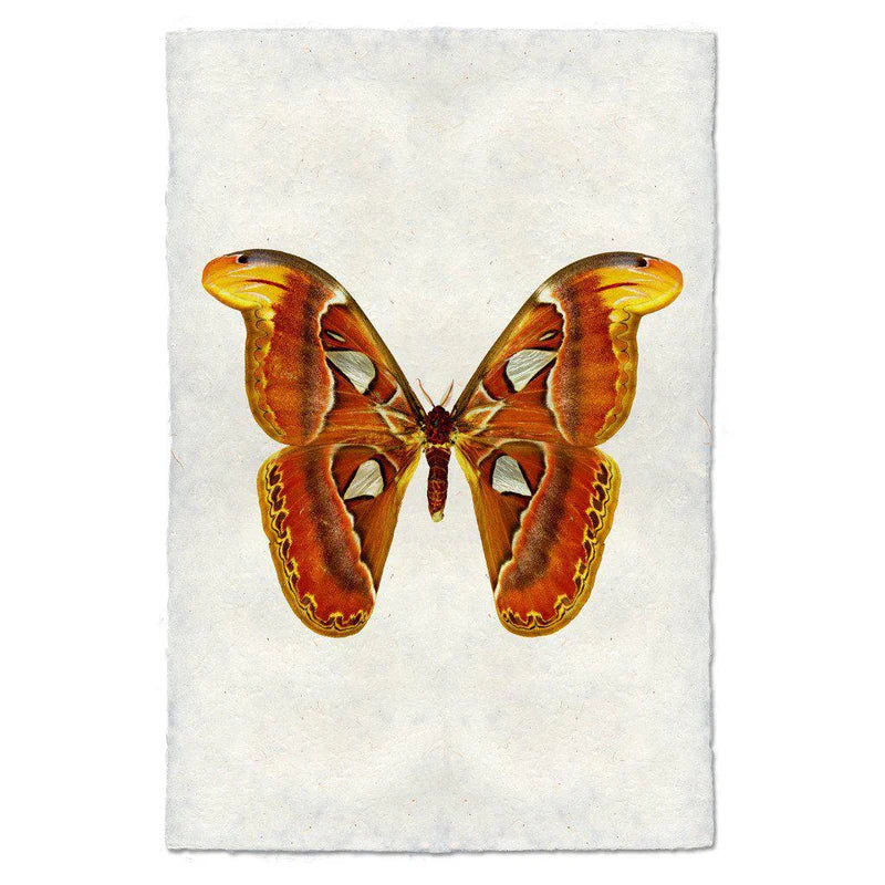 Papilio #2 Print