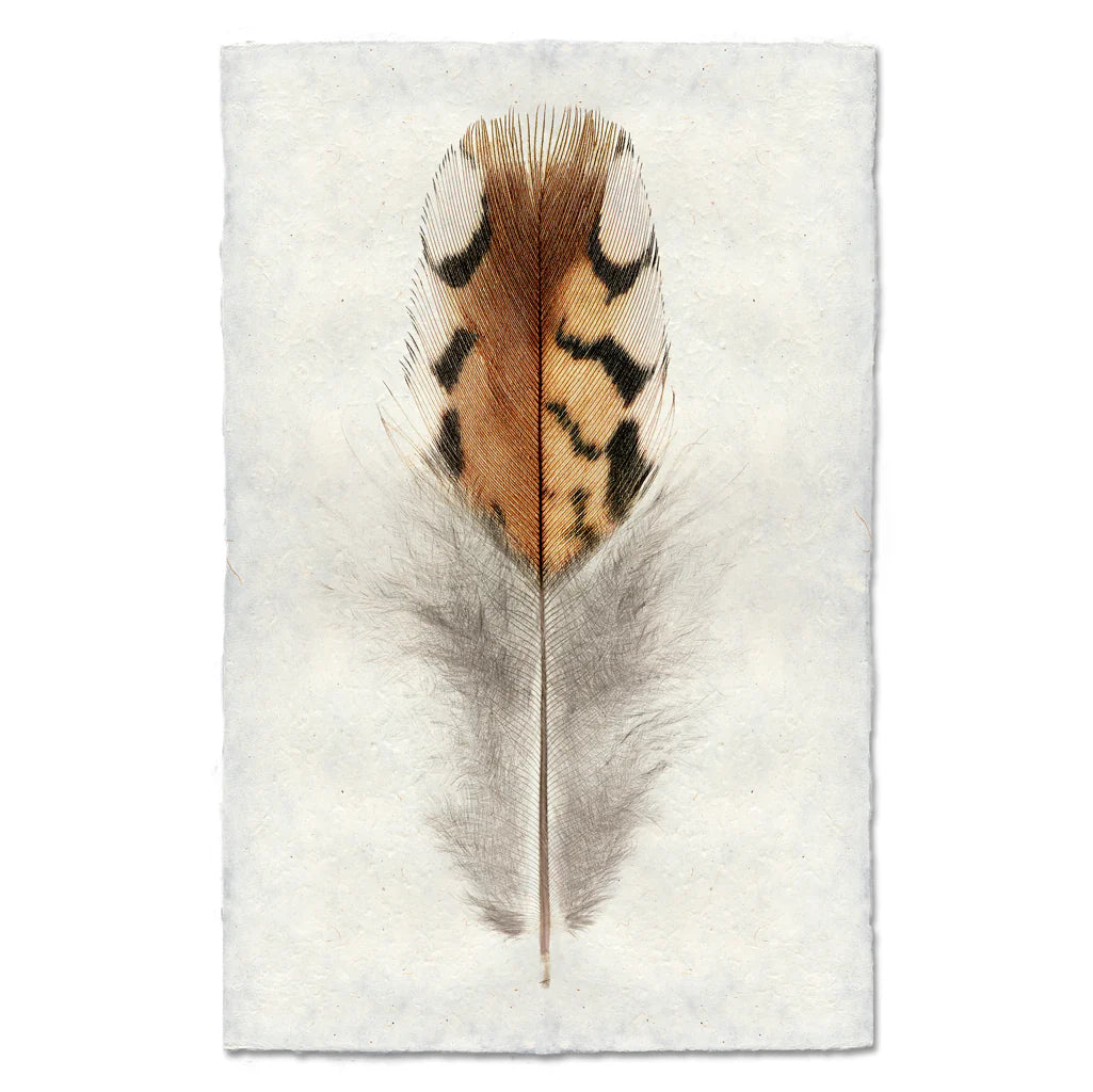Bobwhite Quail #2 Print