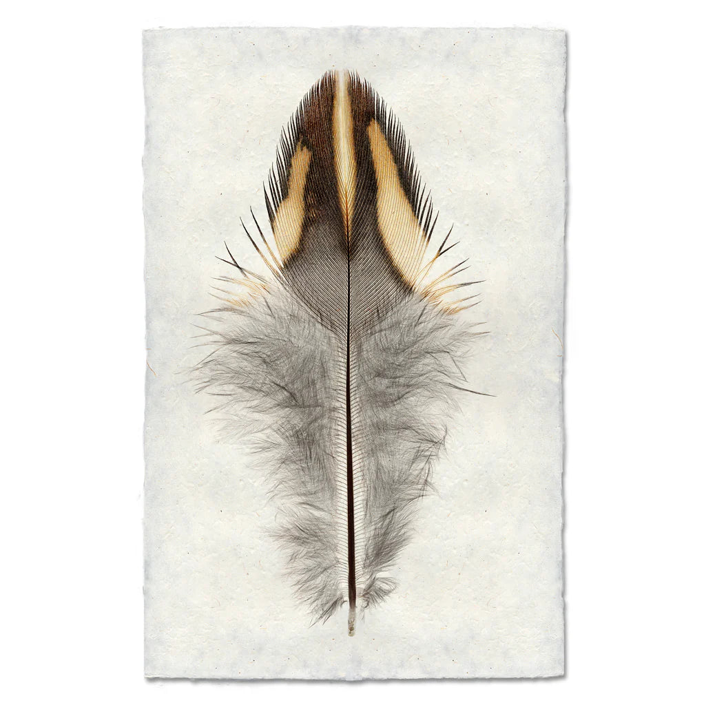 California Quail Print