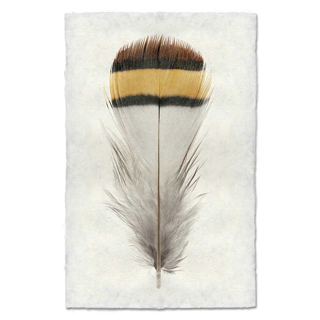 Chukar Partridge Print