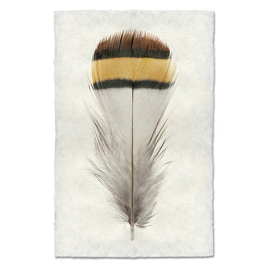 Chukar Partridge Print