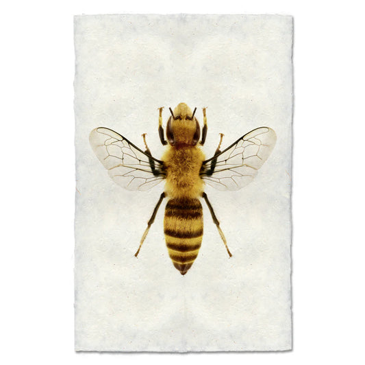 Honey Bee Print