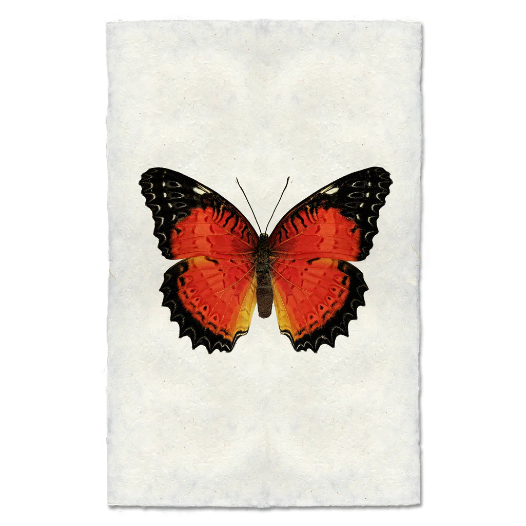 Butterfly #15 Print