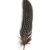 Guineafowl Feather