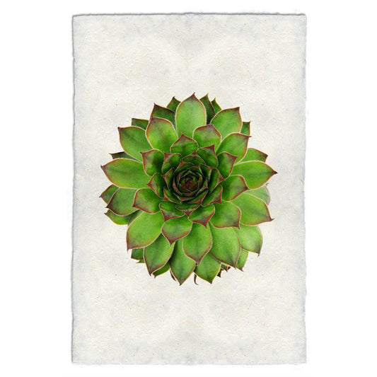 Succulent #2 Print