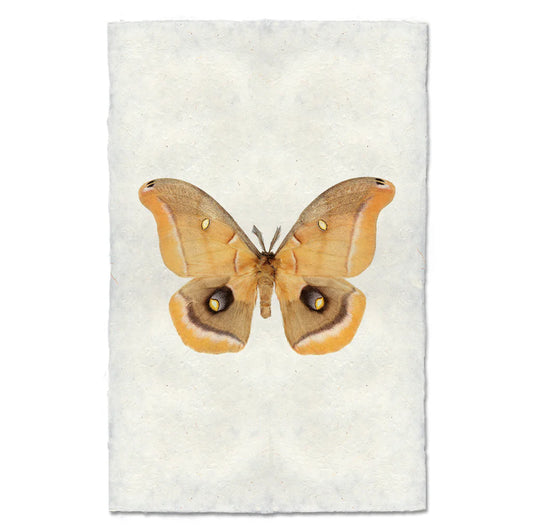 Papilio #6 Print