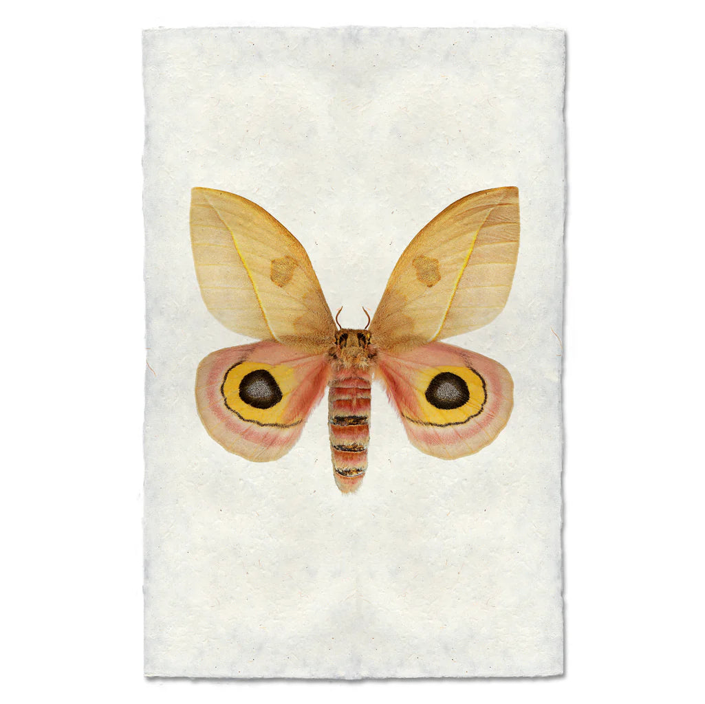 Papilio #7 Print