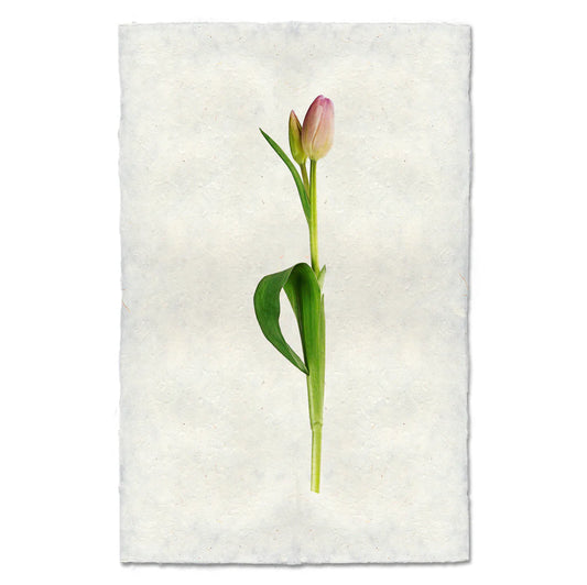 Pastel Tulip Print