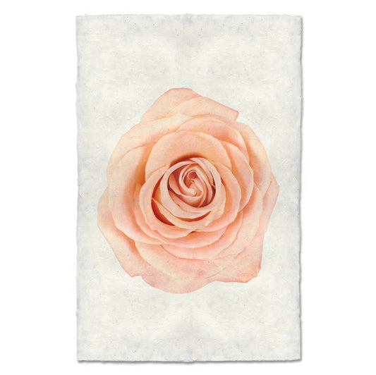 Peach Rose Print