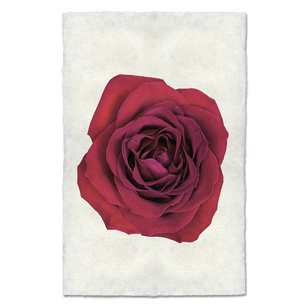 Red Rose Print