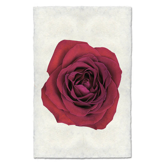Red Rose Print