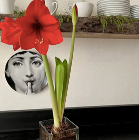 Amaryllis
