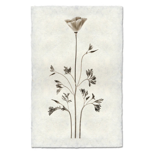 California Poppy Print