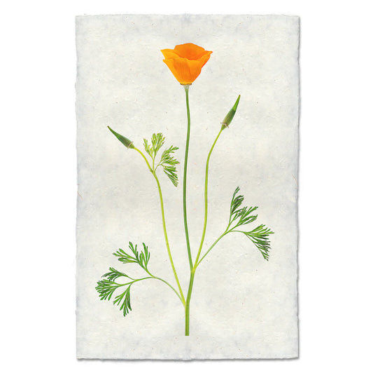 Single Poppy #2 Print