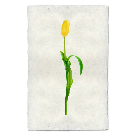 Yellow Tulip Print