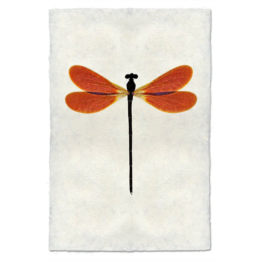 Amber Damsel Print