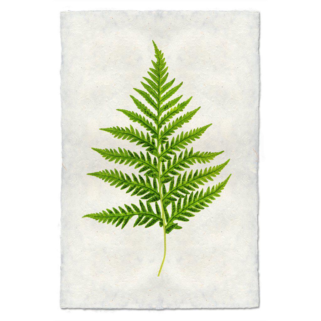 Fern #10 Print