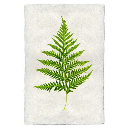 Fern #10 Print