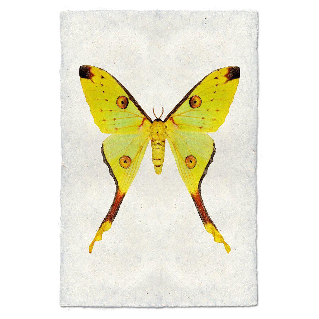Papilio #1 Print